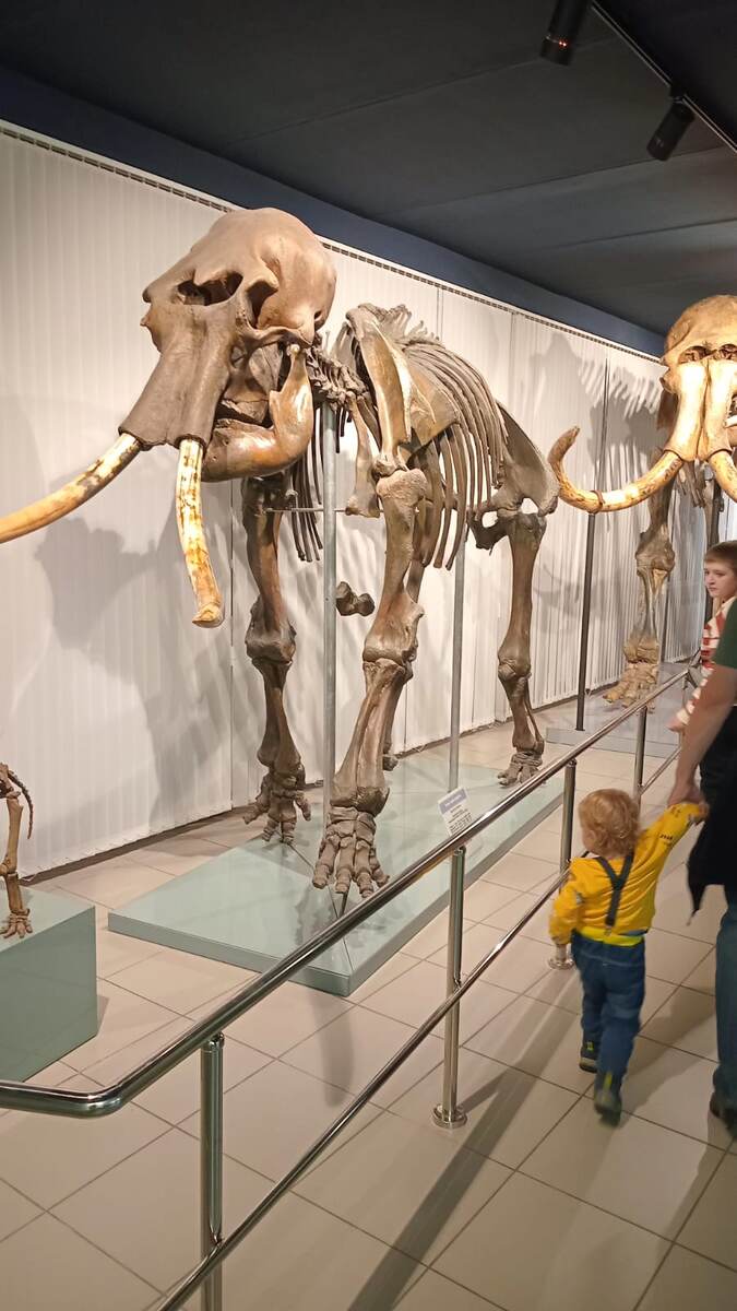 Самка мамонта Матильда полный скелет. Оригинал, не муляж!