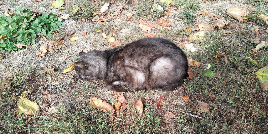 Когда котечка лежит уткнувшись носом в землю, значит с ним ничего хорошего.