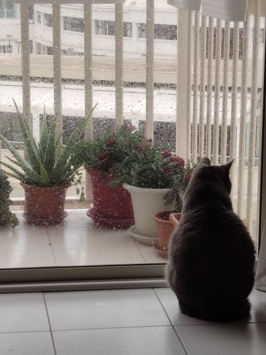 Баяша смотрит на дождь