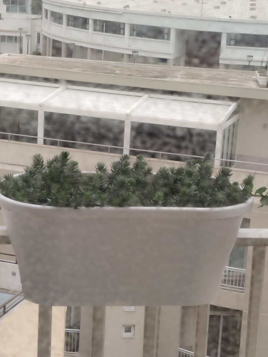 Мои любимые суккуленты под дождём