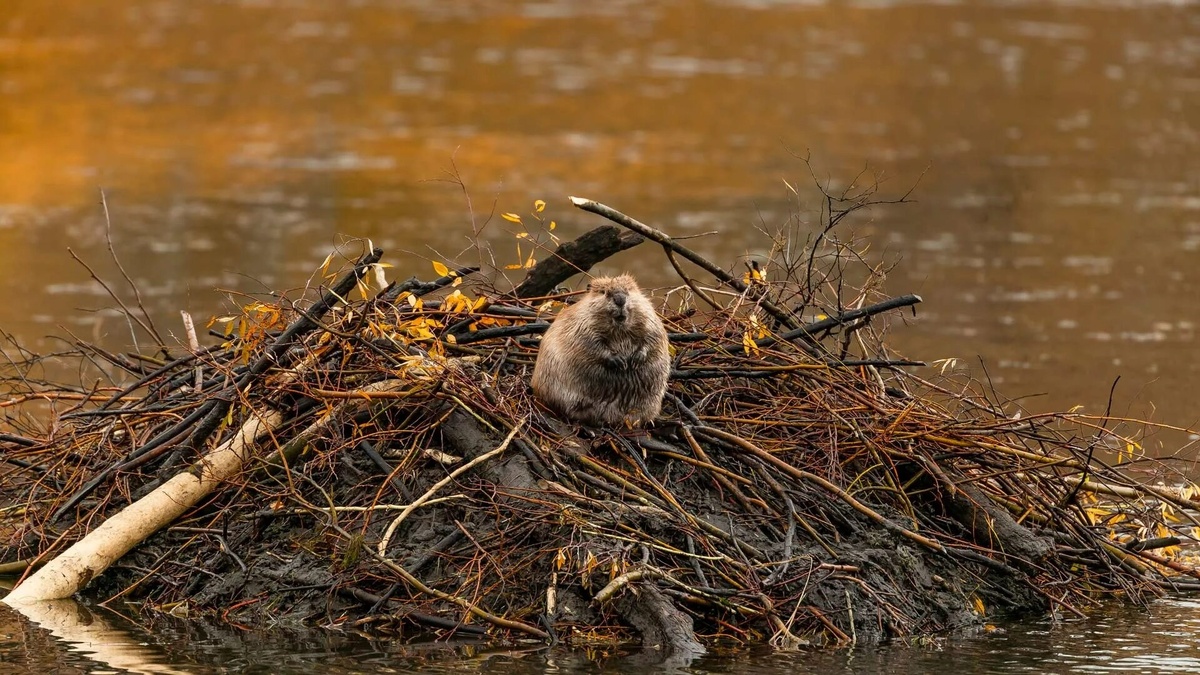 Фото с сайта: https://bing.gifposter.com/uk/column-1063-happy-international-beaver-day.html
