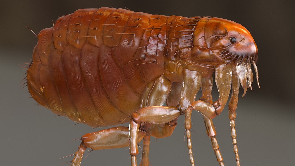 Фото с сайта: https://www.turbosquid.com/ru/3d-models/3d-flea-insect-rigged-model-1585334