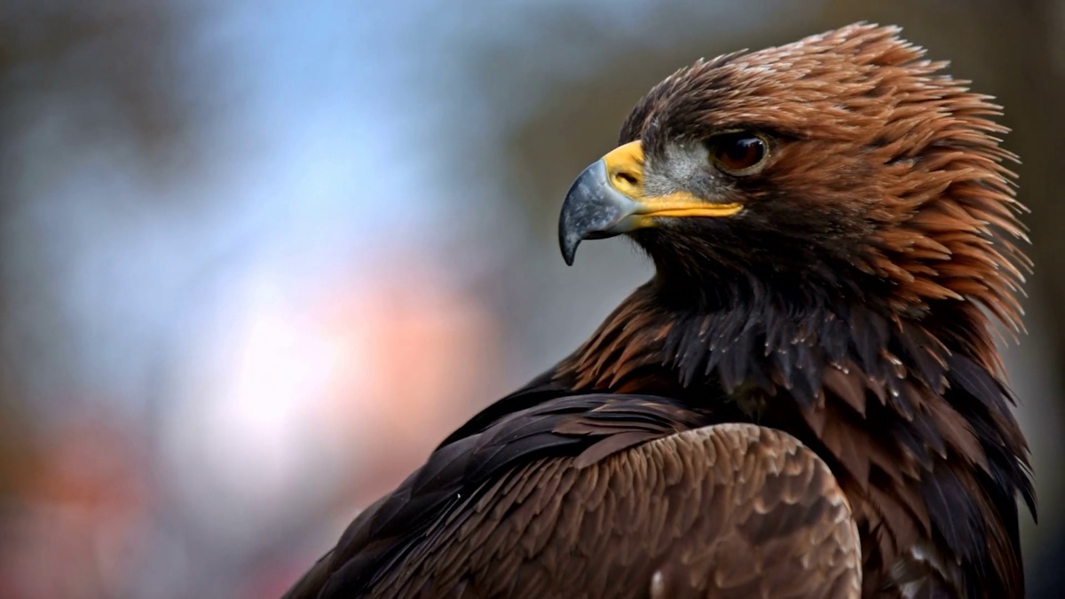 Фото с сайта: https://www.storyblocks.com/video/stock/