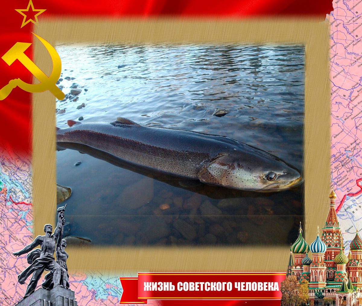 Сибирский таймень