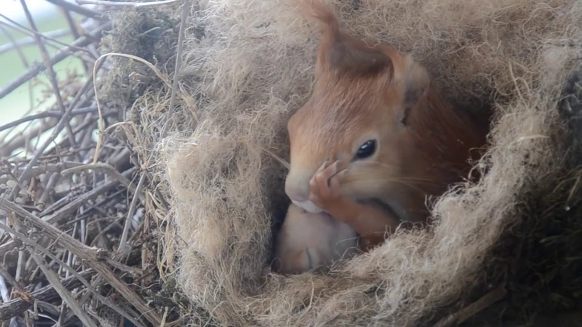Фото с сайта: https://uraltransklimat.ru/belki-zhivut-v-gnezdah