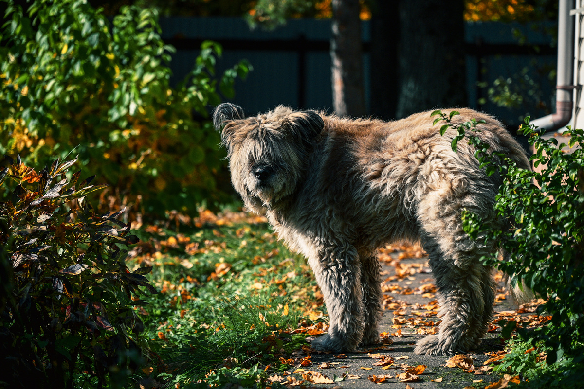 Собака Джей непонятного назначения. Фото: М. Рябинин