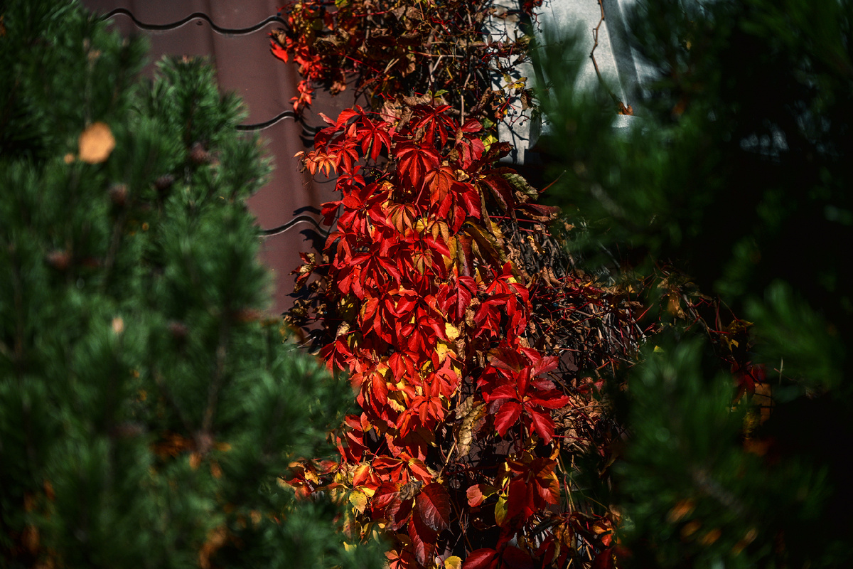 Подмосковная осень. Фото: М. Рябинин