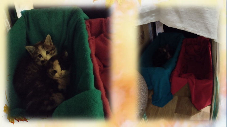 Это у нас такой домик.