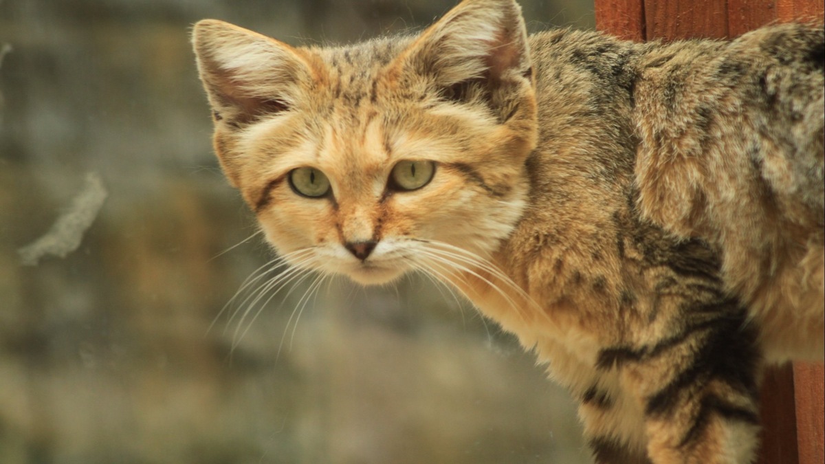 Фото с сайта: https://expothemes.com/themes/sand-cat-windows-theme