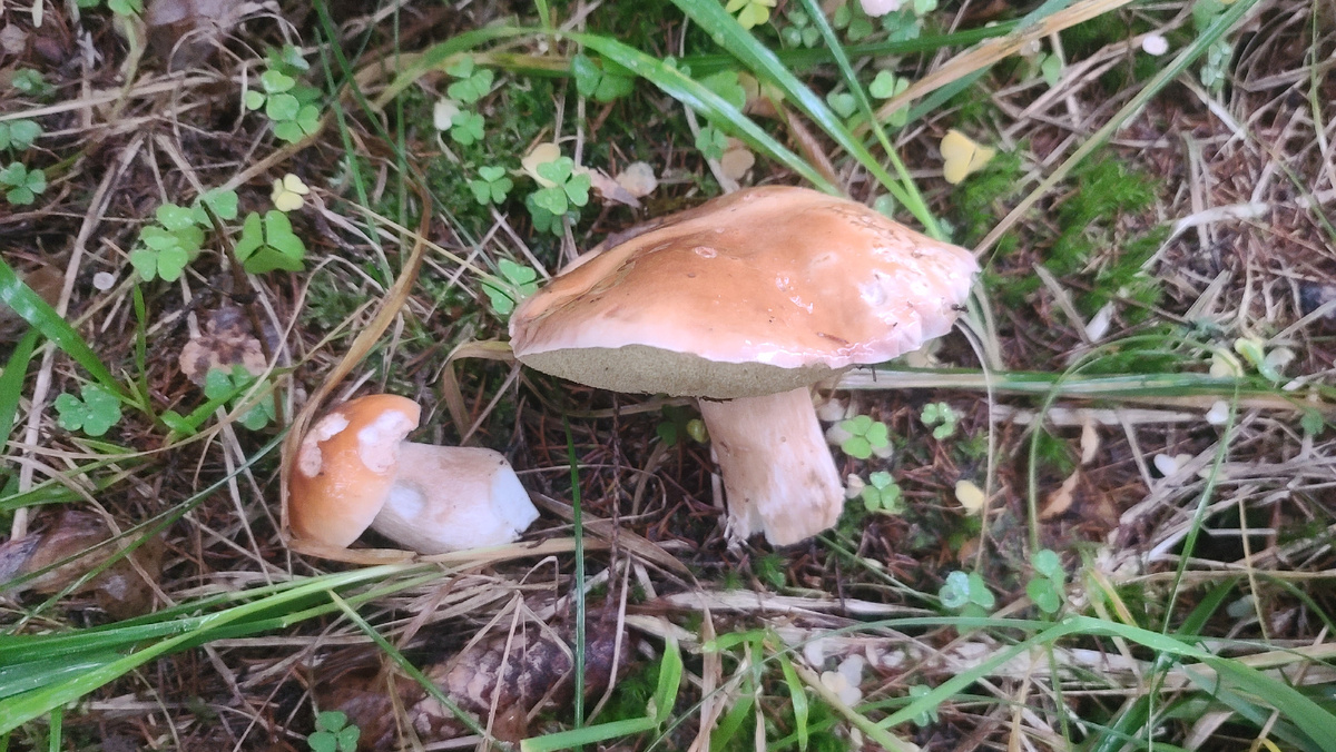 Последние белые грибы этого сезона