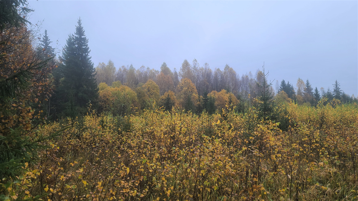 Грустный октябрь 25