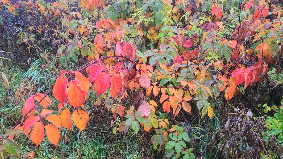 Дикая малина поразила цветовой палитрой