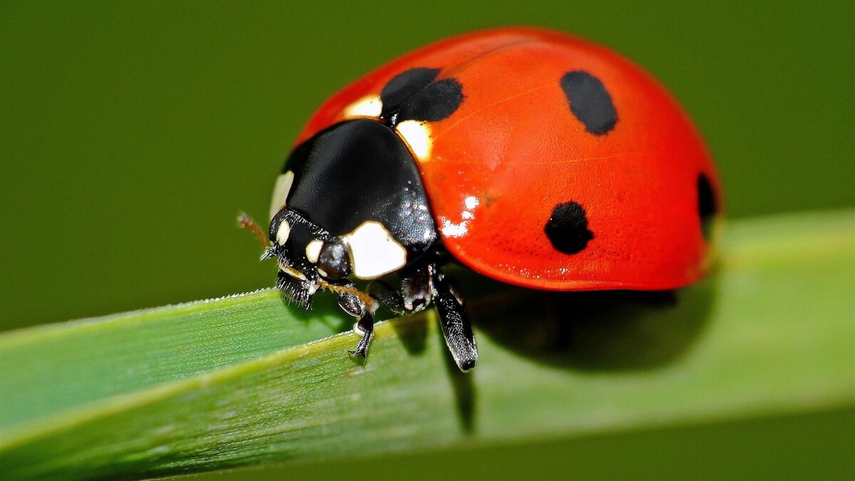 Фото с сайта: https://www.allmacwallpaper.com/macbook-air-wallpaper/ladybird-explore/6088