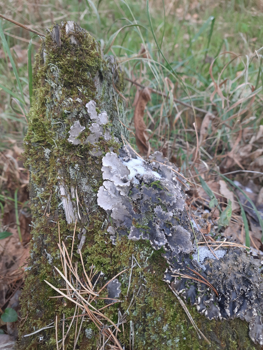 Пельтигера