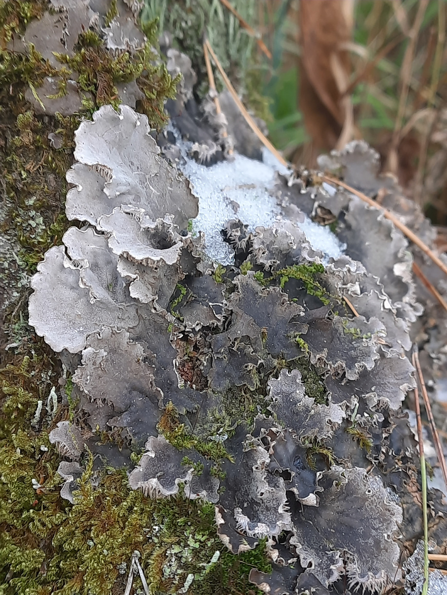 Пельтигера