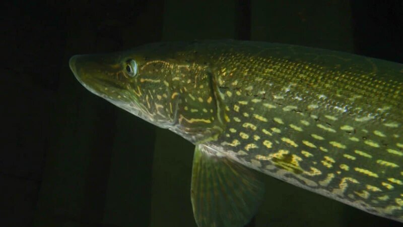     Гигантскую щуку сняли в Телецком озере дайверы. http://www.altzapovednik.ru