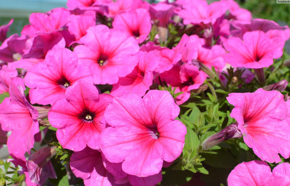 Петуния E3 Easy Wave Pink Cosmo в вашем саду