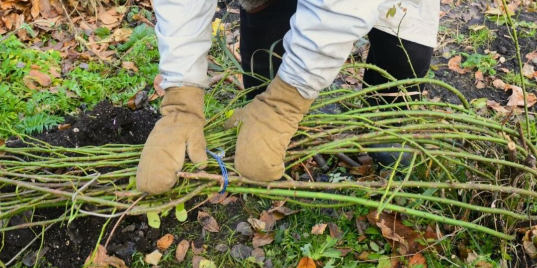 Подготовка роз к зиме: когда укрывать, чем и как избежать выпревания весной