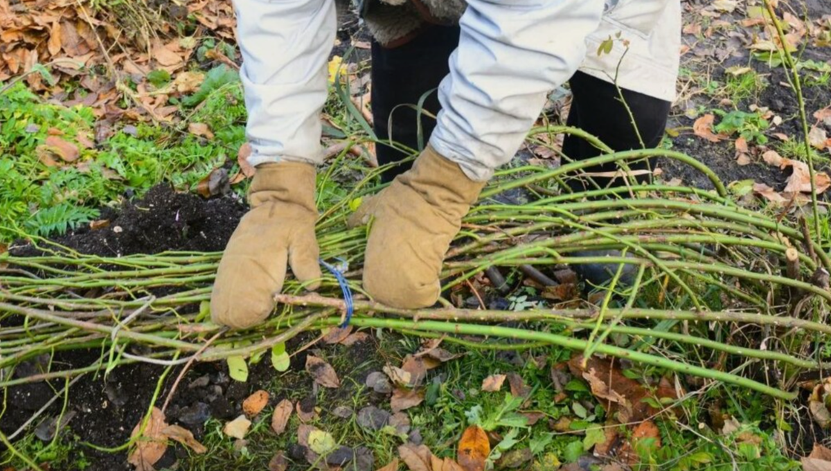 Подготовка роз к зиме