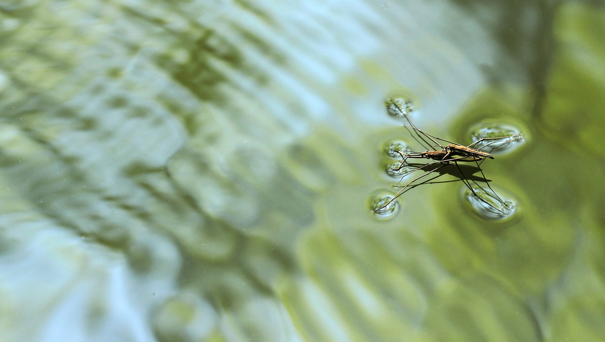     Фото: Marek Mierzejewski/Shutterstock/FOTODOM Передвигается водомерка, отталкиваясь от воды средними ногами, как конькобежец ото льда, и совершая длинные скользящие прыжки