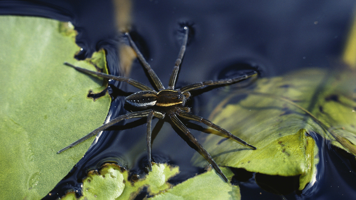     Фото: EAST NEWS Охотничья тактика этого паука впечатляет: он может подстерегать жертву, раскинув ноги и держась задними лапами за берег или растение, а передними — за водную гладь