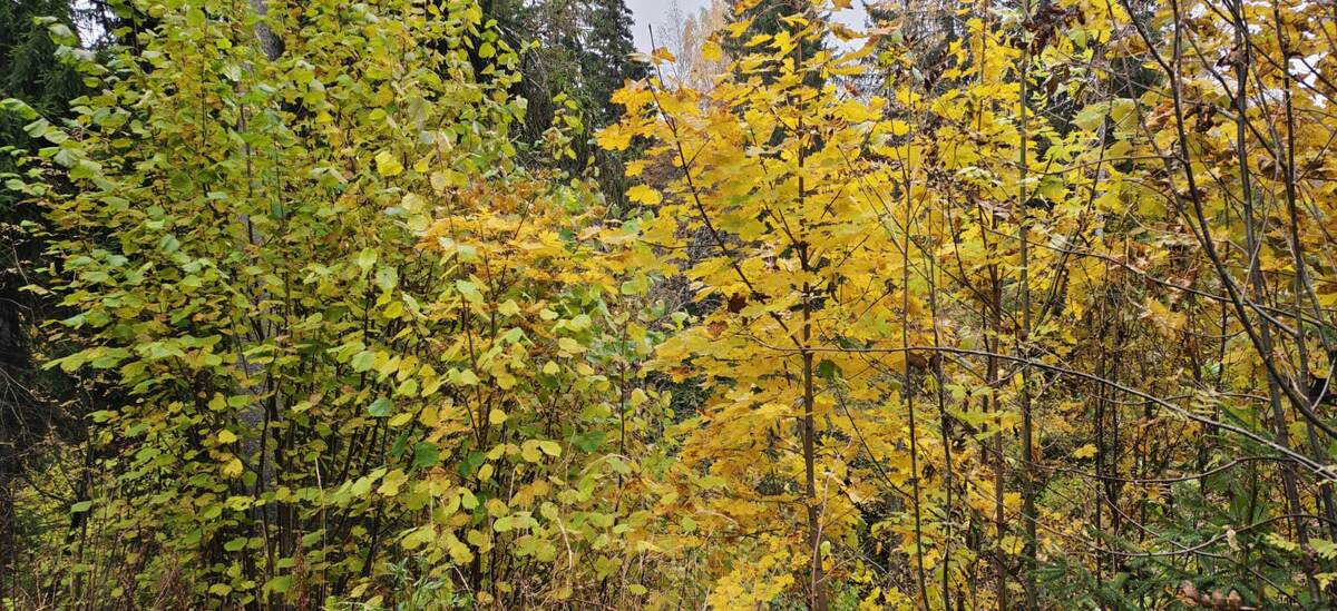 Осенний лес начал золотиться.