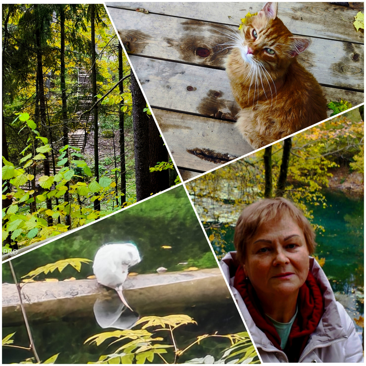 Коллаж автора.