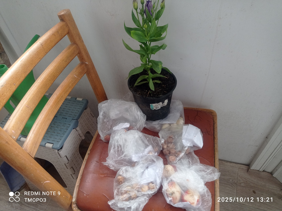 у кого когда цветут эустомы, мой найденыш - в октябре(собирается)