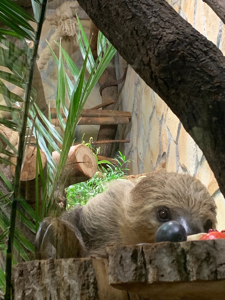 Ленинградский зоопарк 