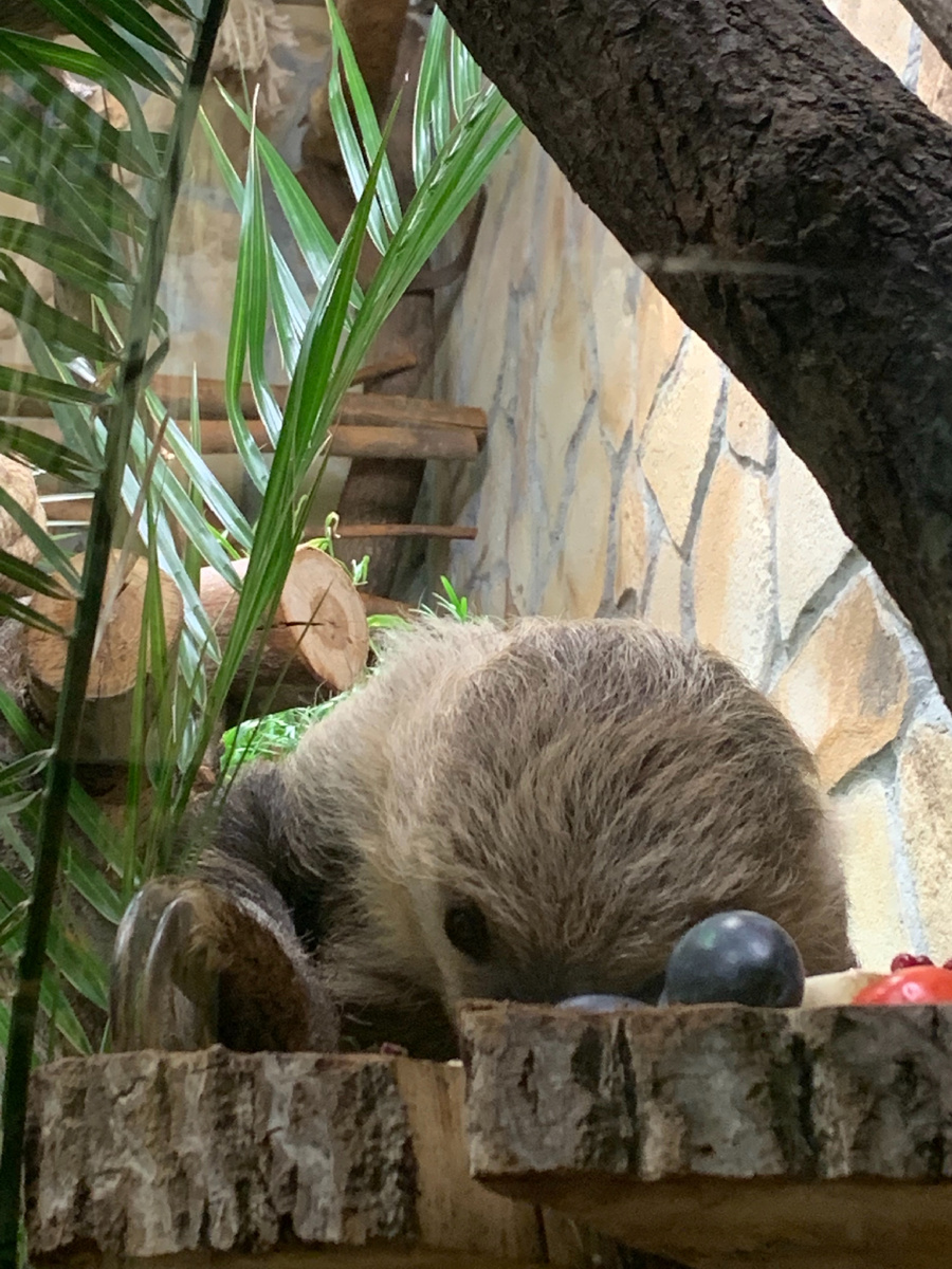 Ленинградский зоопарк 