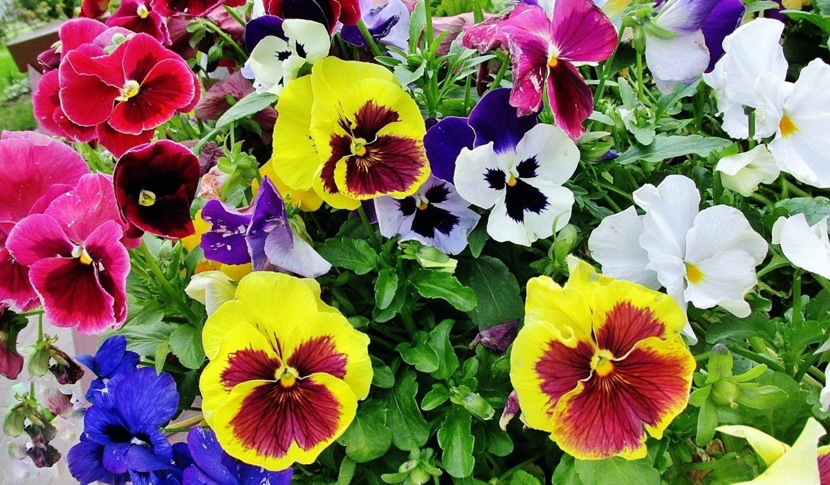 Анютины глазки одни из самых популярных однолетников у садоводов