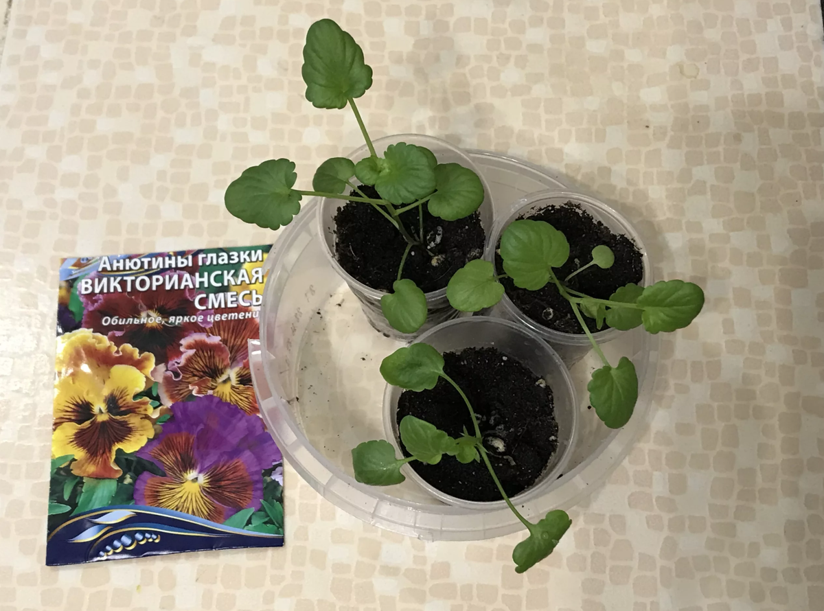 Посадка и размножение анютиных глазок