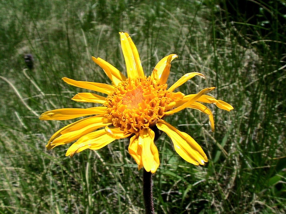 Арника горная