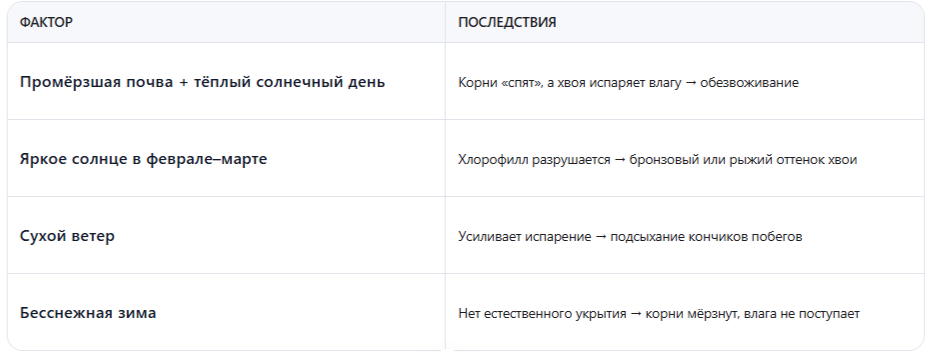 Почему гибнут хвойные и рододендроны зимой