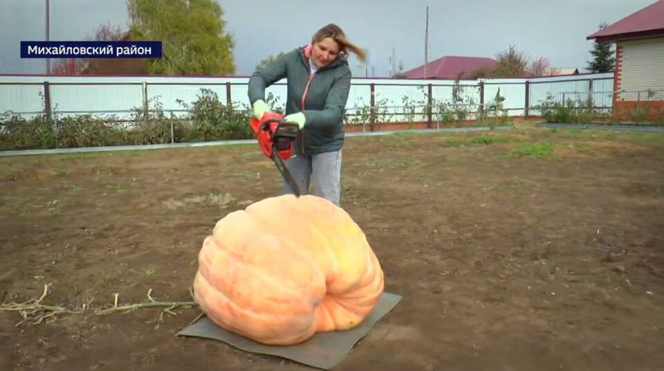    Гигантская тыква. Источник: t.me/vestialtai