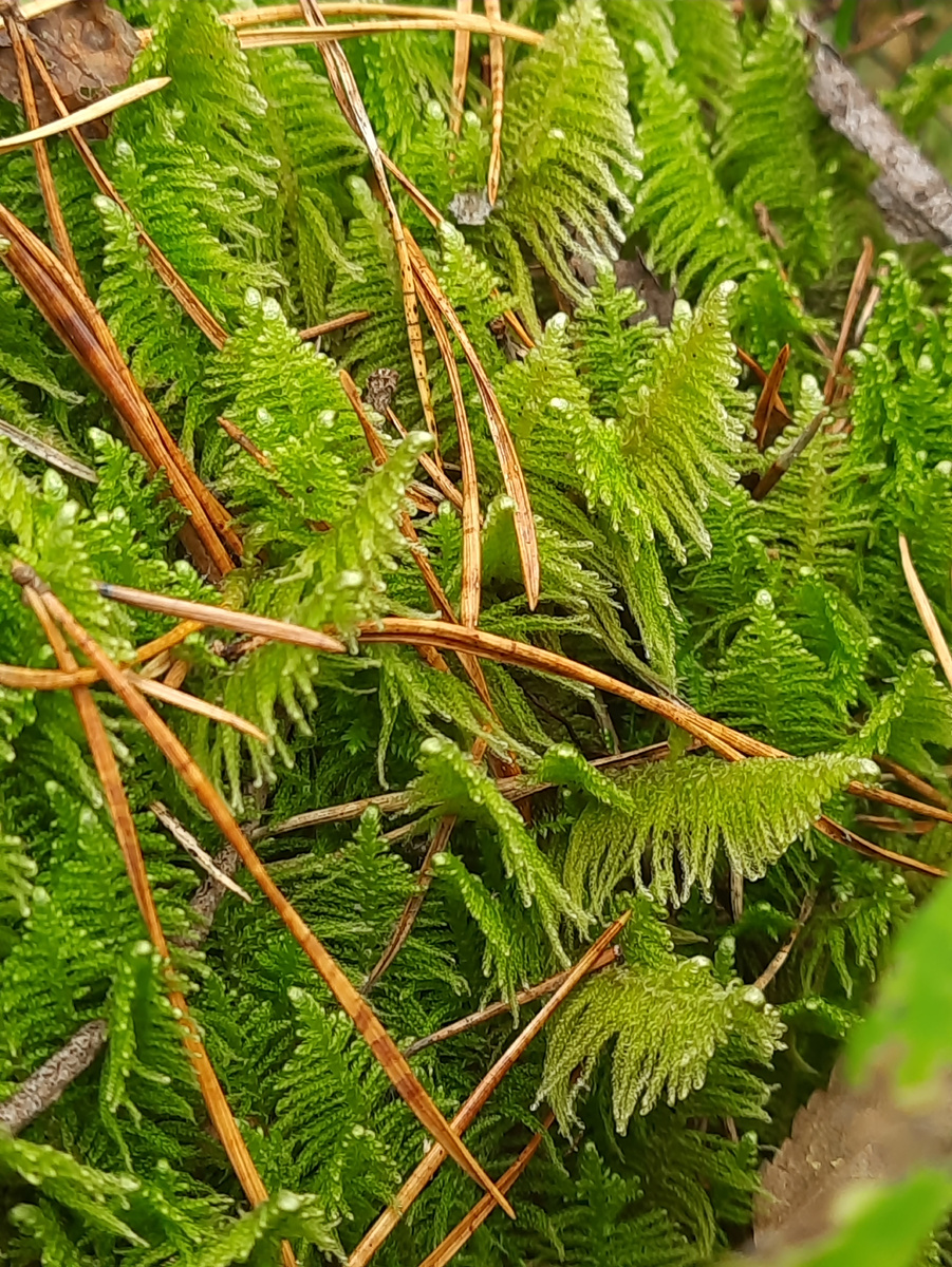 Гипнум кипаросовидный