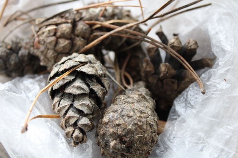 Сосновые шишки