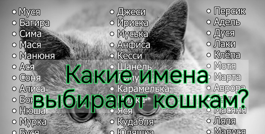 Почему в нашем приюте есть Ельцин и Клинтон: имена и клички для кошек