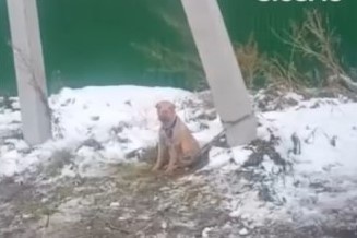    Фото: скрин видео ТГ-канала "Mash Siberia"