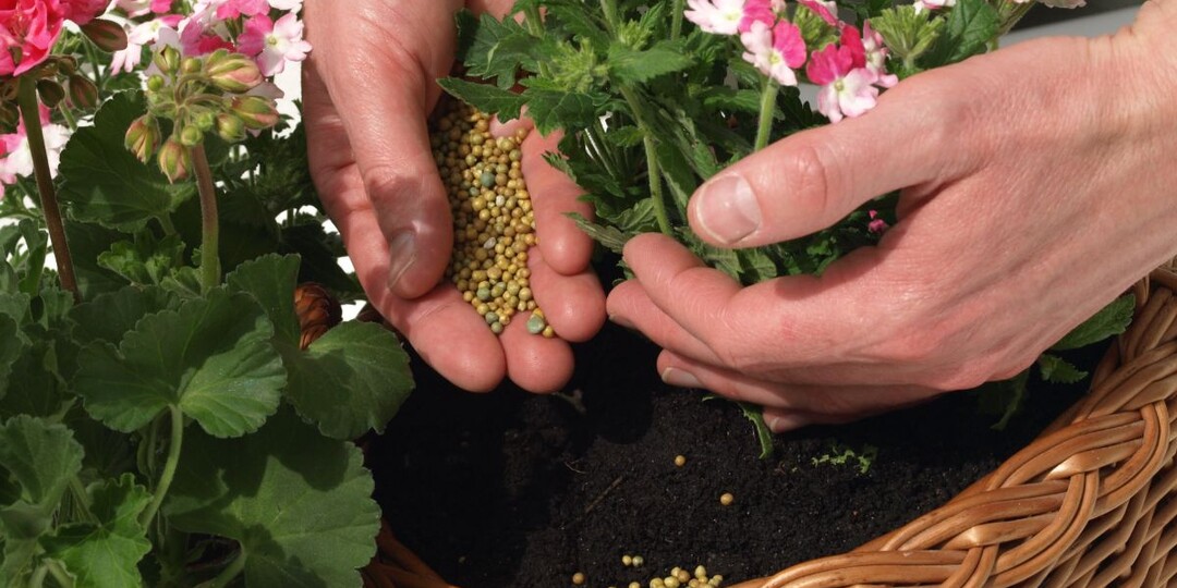 Октябрьские подкормки для комнатных растений: 7 правил, которые спасут ваши цветы от зимнего стресса