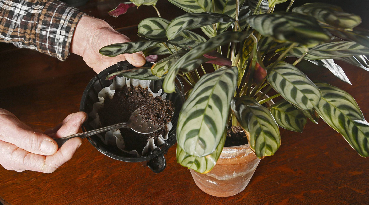 Нужно ли подкармливать комнатные растения в октябре?