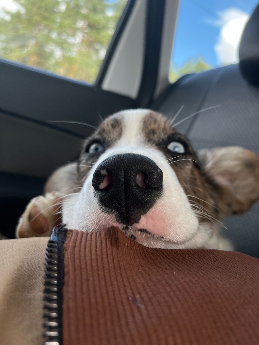 Тимон в машине. А я всё больше на общественном транспорте.