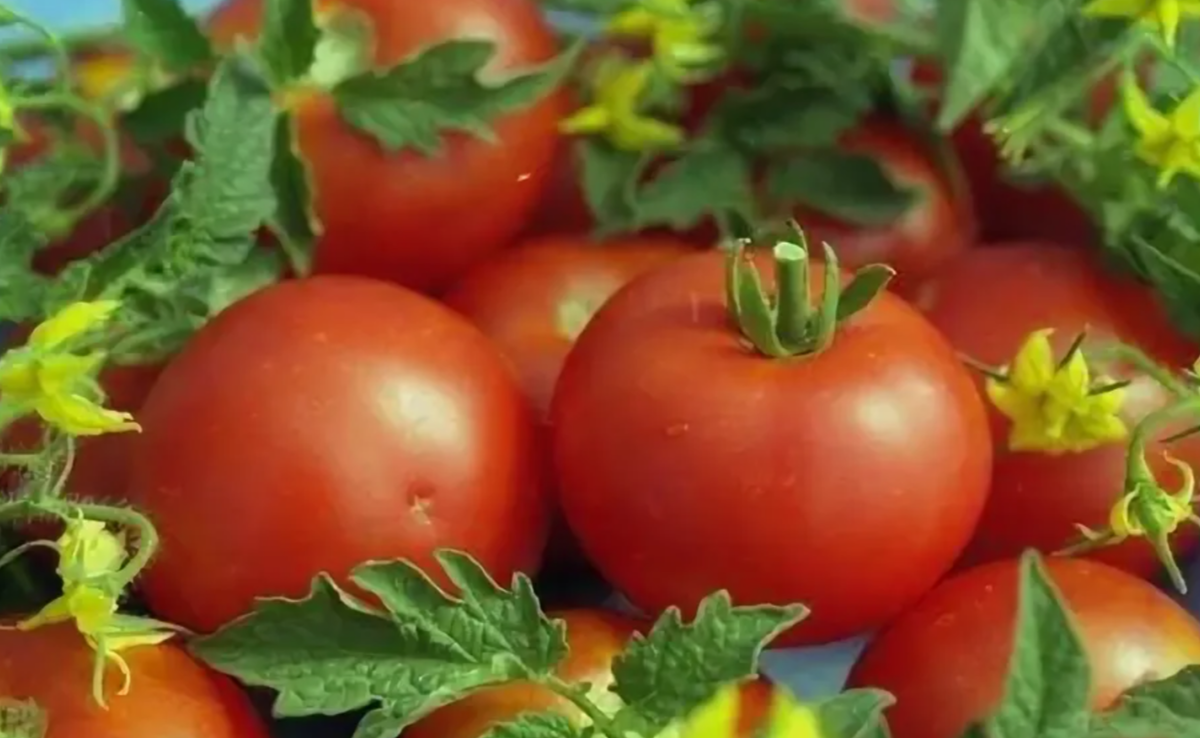 Томат «Белый налив 241