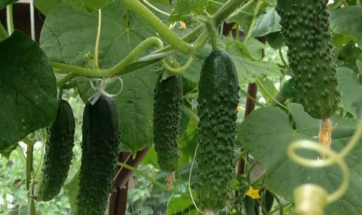 Огурец «Маш