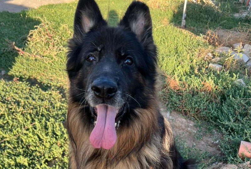 Волжский «Хатико»: огромный длинношерстный кобель ждал хозяина у инфекционной больницы