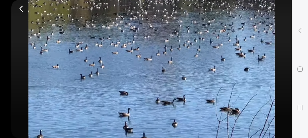 КАК В КАНАДЕ ОТНОСЯТСЯ К ПРИРОДЕ