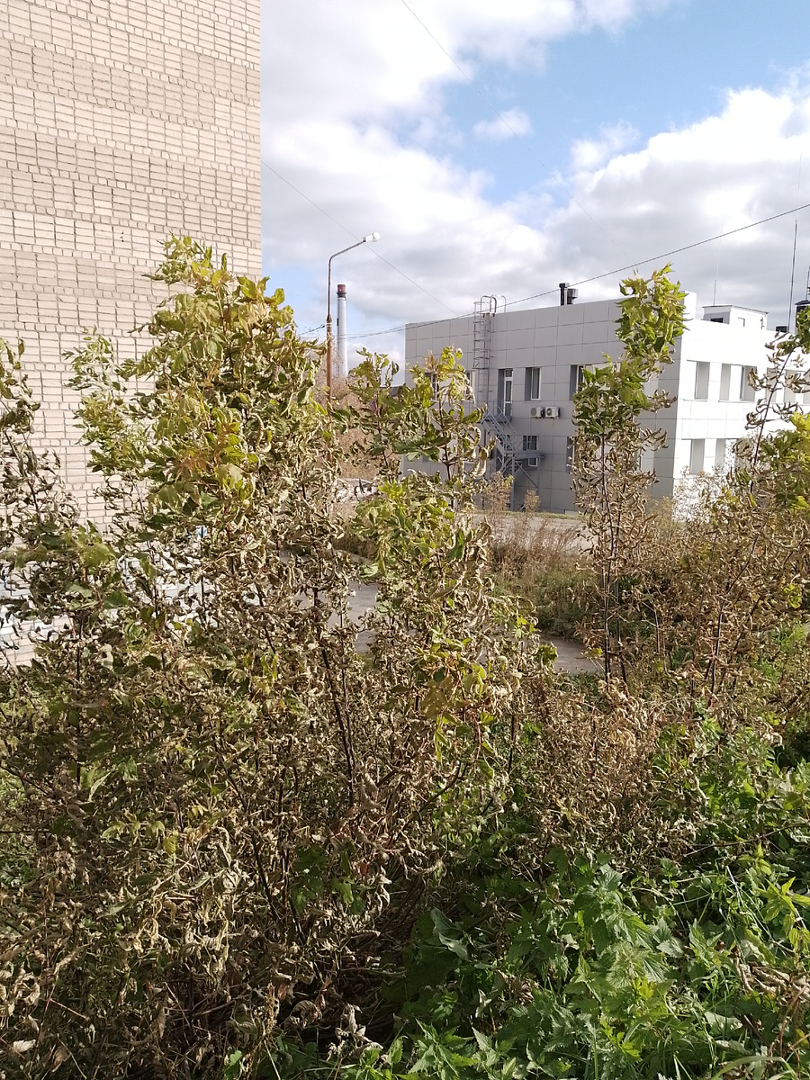 пыталась сегодня фотографировать ветер