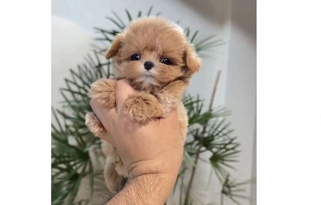     Источник: Скриншот Авито