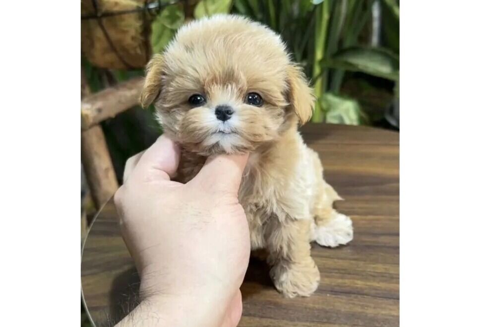     Источник: Скриншот Авито