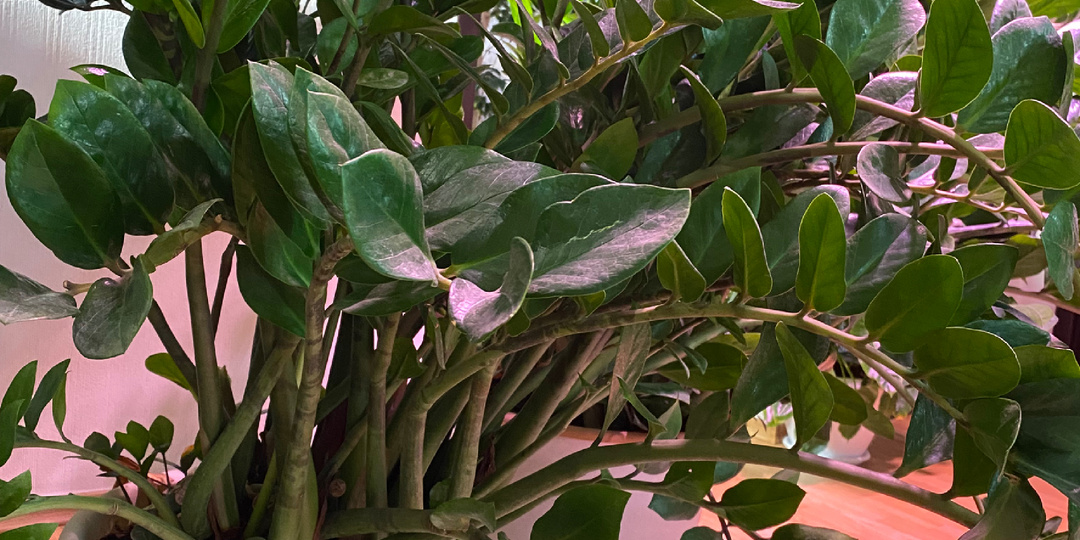 Укоренение замиокулькасов.